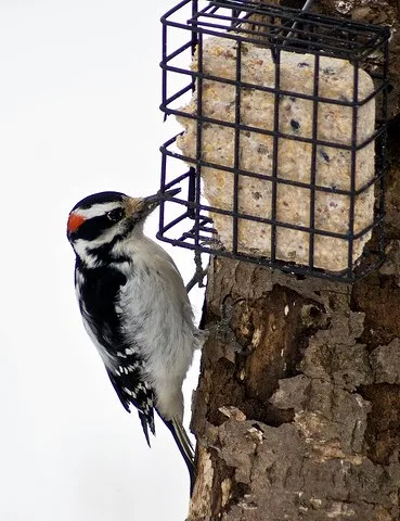 Audubon birdseed order deadline nearing